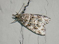 Crambid Snout Moth